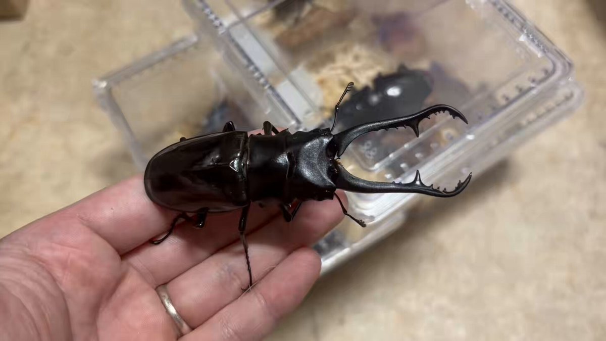 カブトムシコースター 線虫、ダニ、コバエでお困りの方に！雑虫が全くわかない！