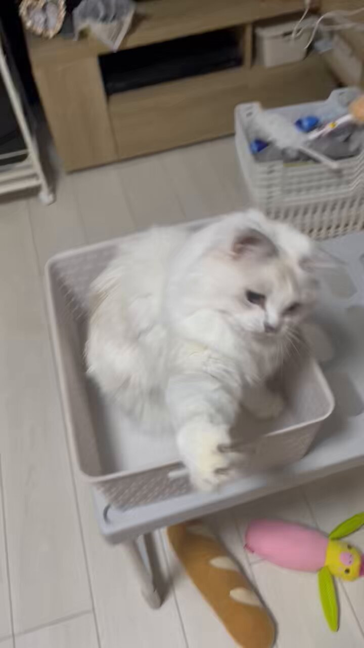 猫パンチ 81Zcpz55usL._UF350,350_QL50_.jpg