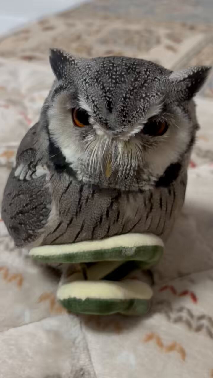 白鷗【小鳥＝羽虫無心】肉質画 白鷗【小鳥＝羽虫無心】肉質画 白鷗【小鳥＝羽虫無心】肉質画