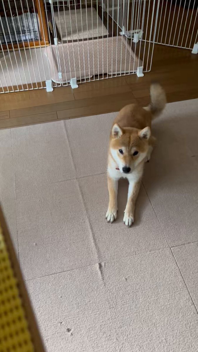 柴犬こめ0歳 (@shibainukome) / X