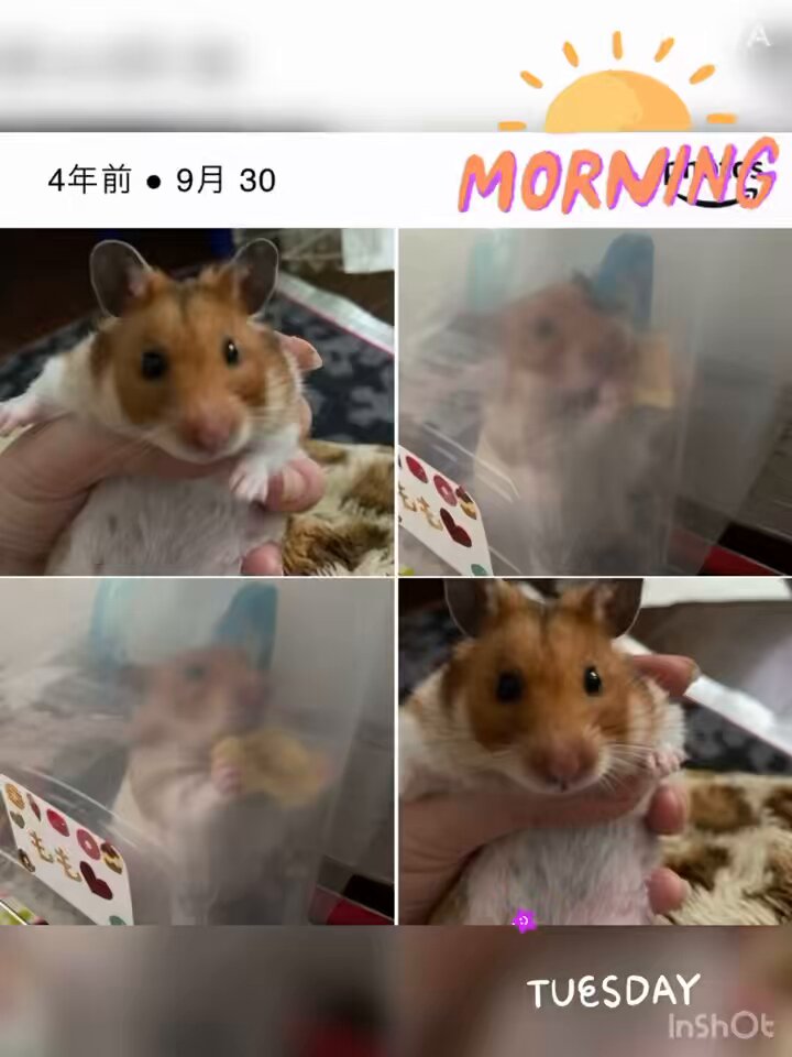 ys ❤ハムハムファミリー🐹優しい繋がりに感謝(ㅅ´꒳` ) on X
