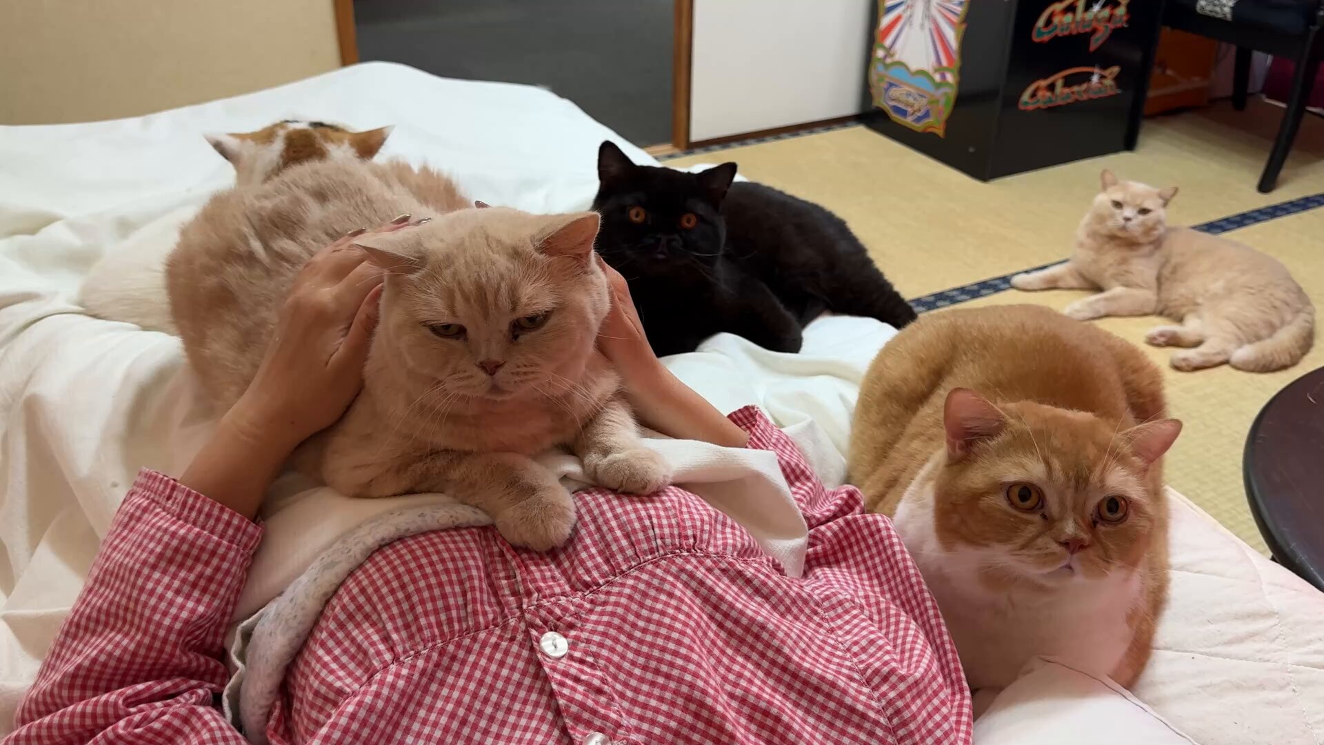 みもじ猫 ねこに転生したおじさん。その747