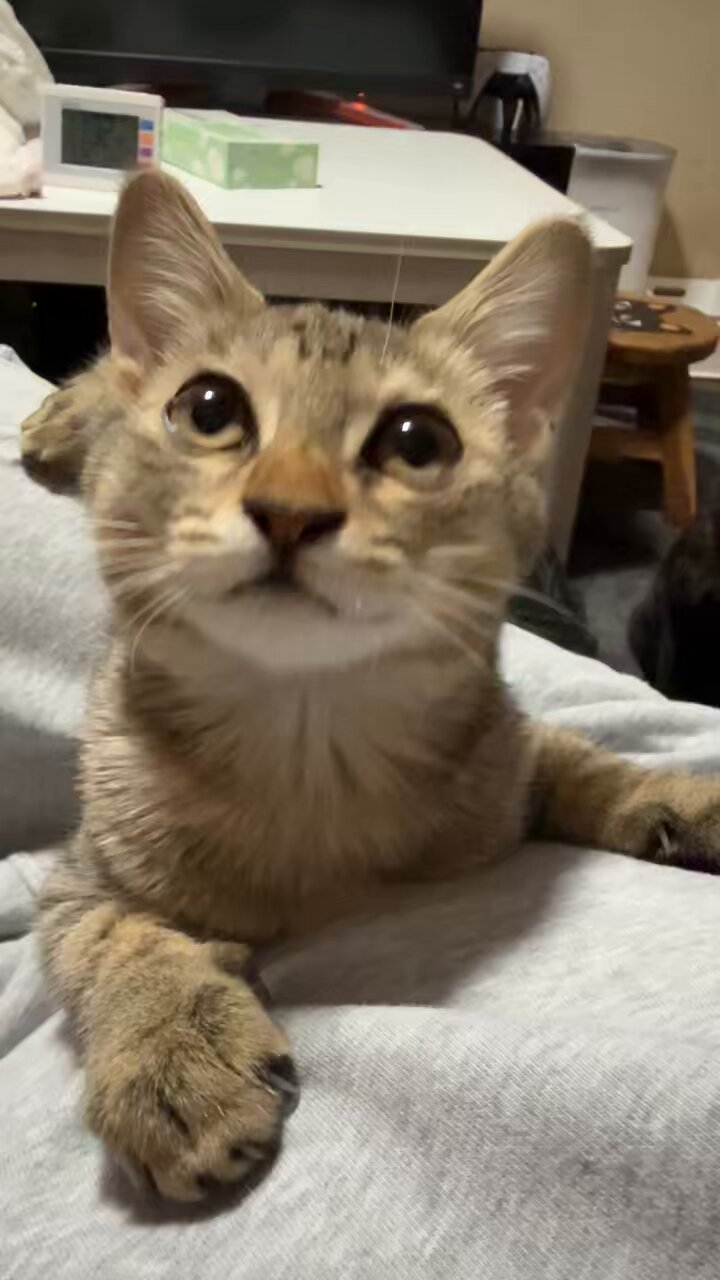 ❤︎ネコ好きかよちゃんページ❤︎ おは☀️ なかよち🫶🖤 毎日が一瞬で終わる😳 起きたら