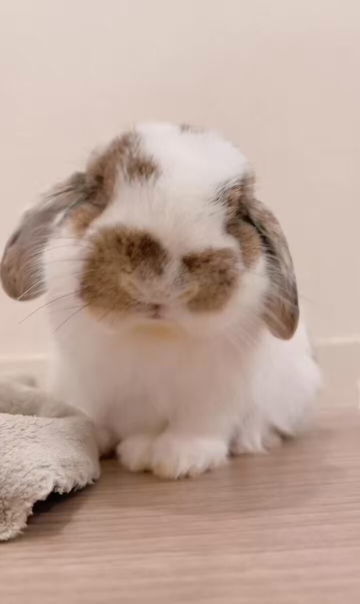 うさぎのうさじ on X: 