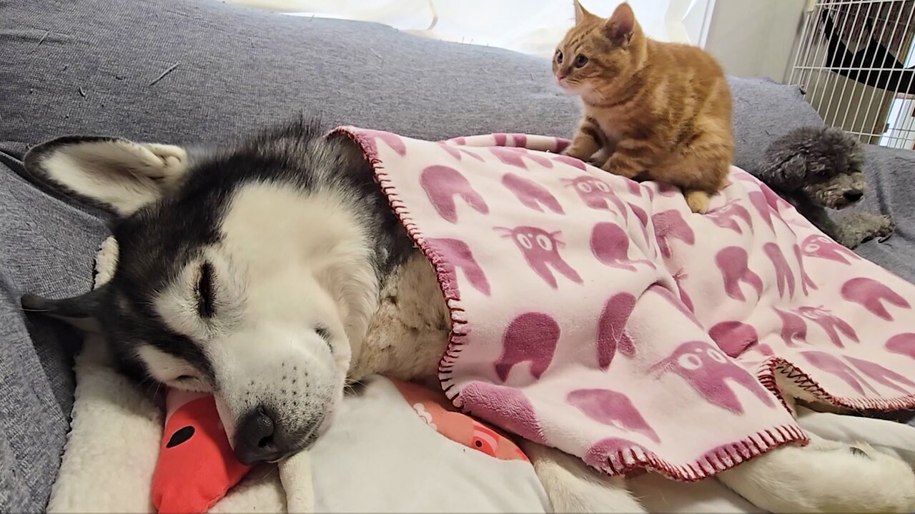 ☆こもも☆⑮ s-l1200.jpg