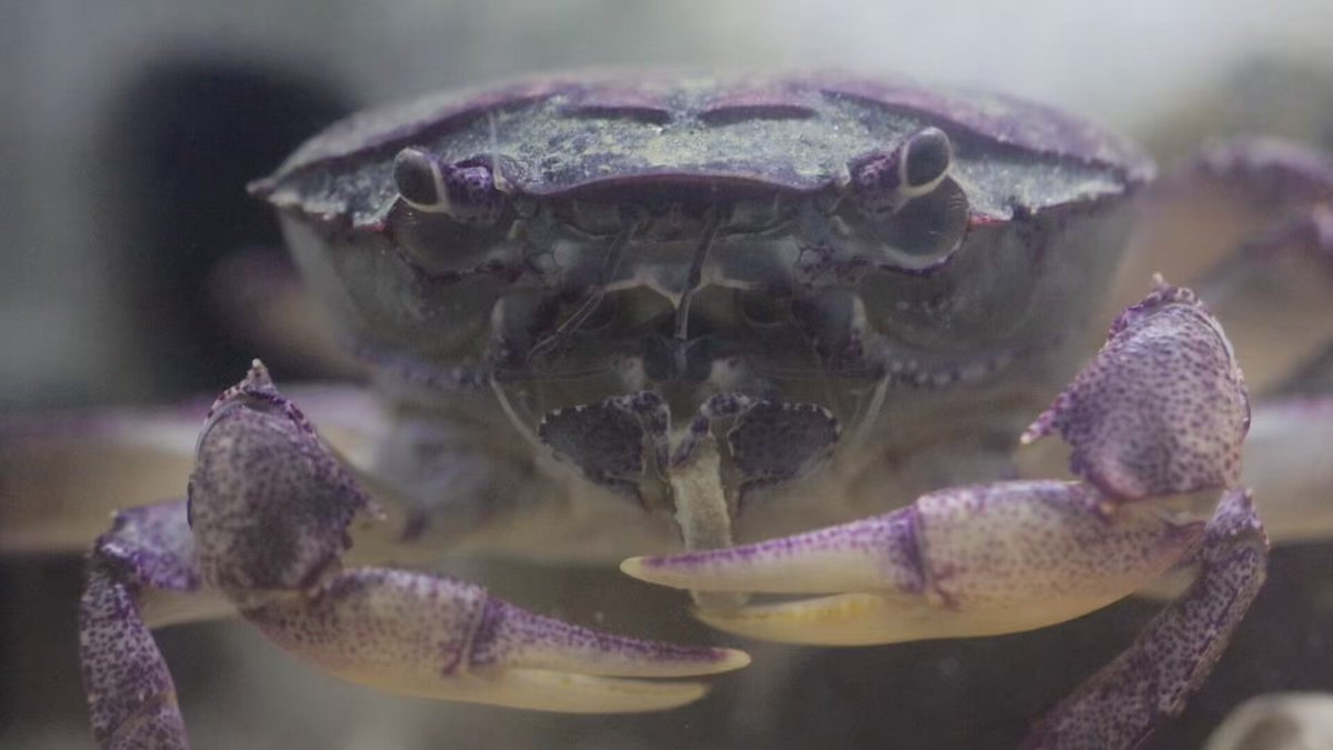 カニの散歩道Crabs' Promenade (@crabspromenade) / X