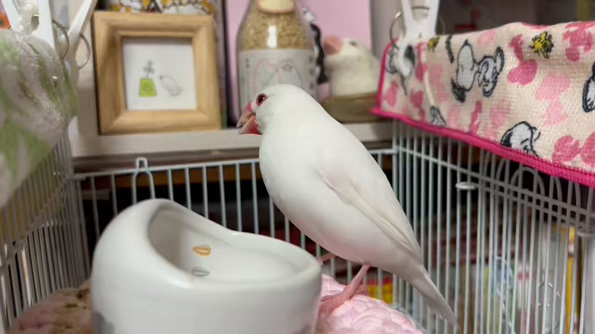【ひさな】ことりのおおきなあそびば 日本最大級室内アクティビティ｜Activity