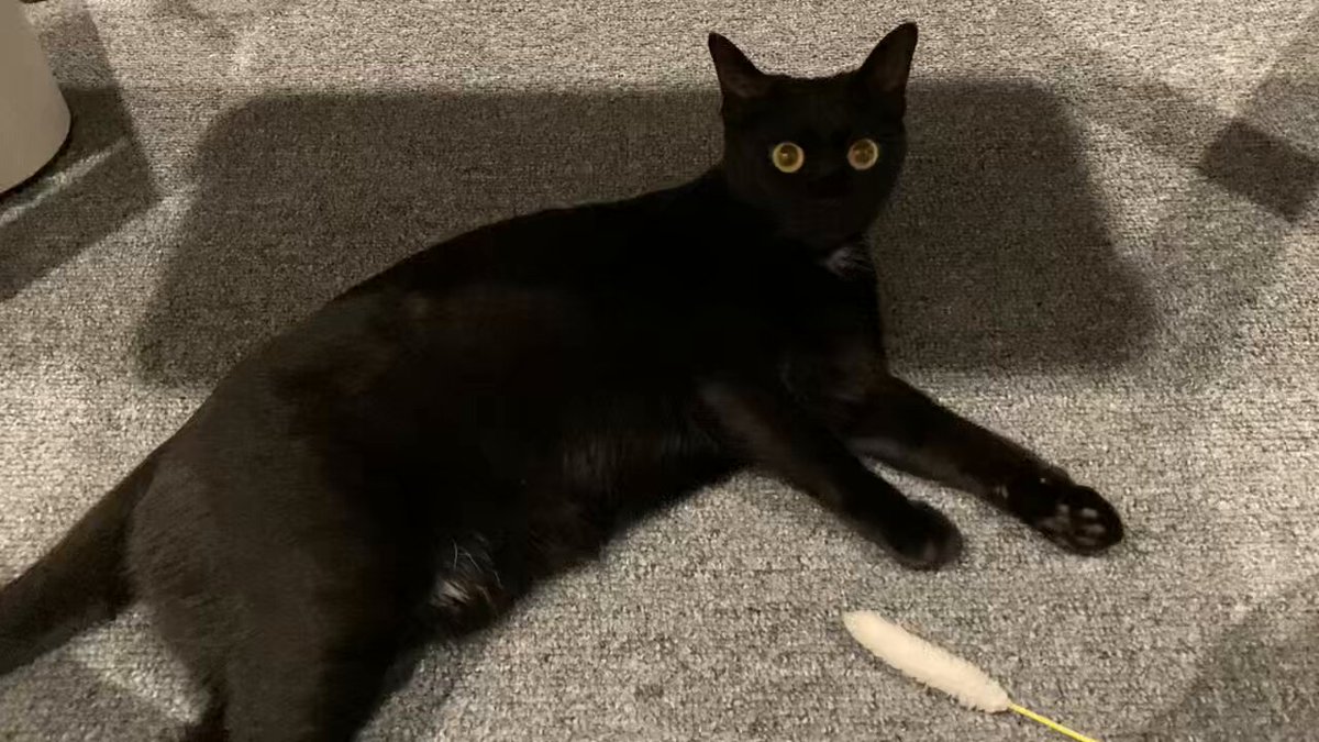 くろねこ＊ページ imgrc0099850520.jpg