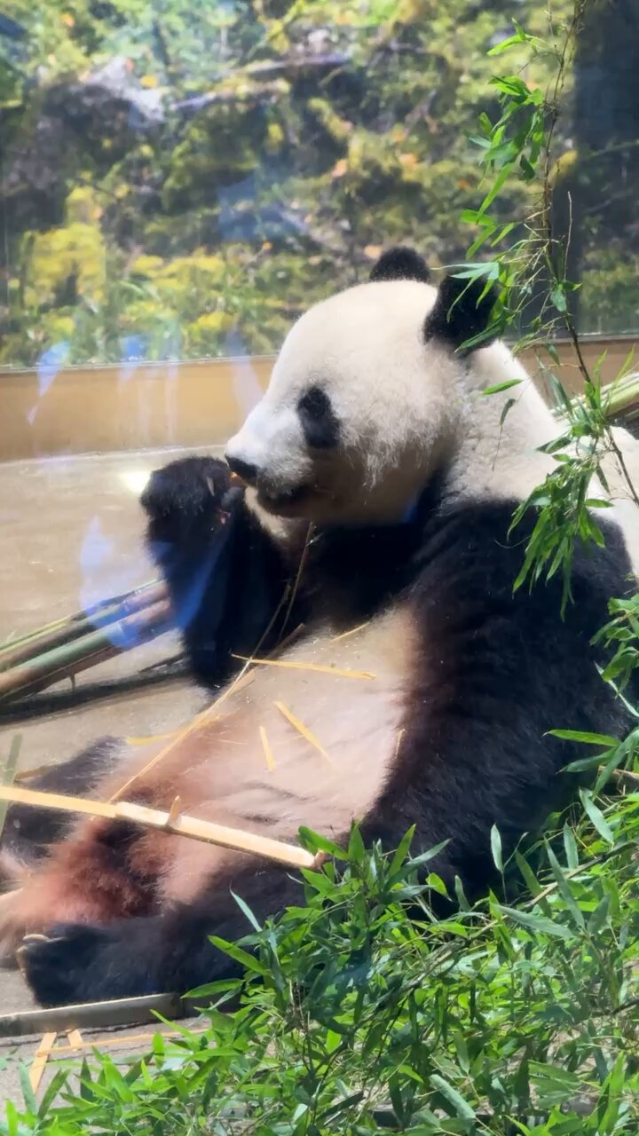 panda_xiang_xiang (@kedama_o_o) / X