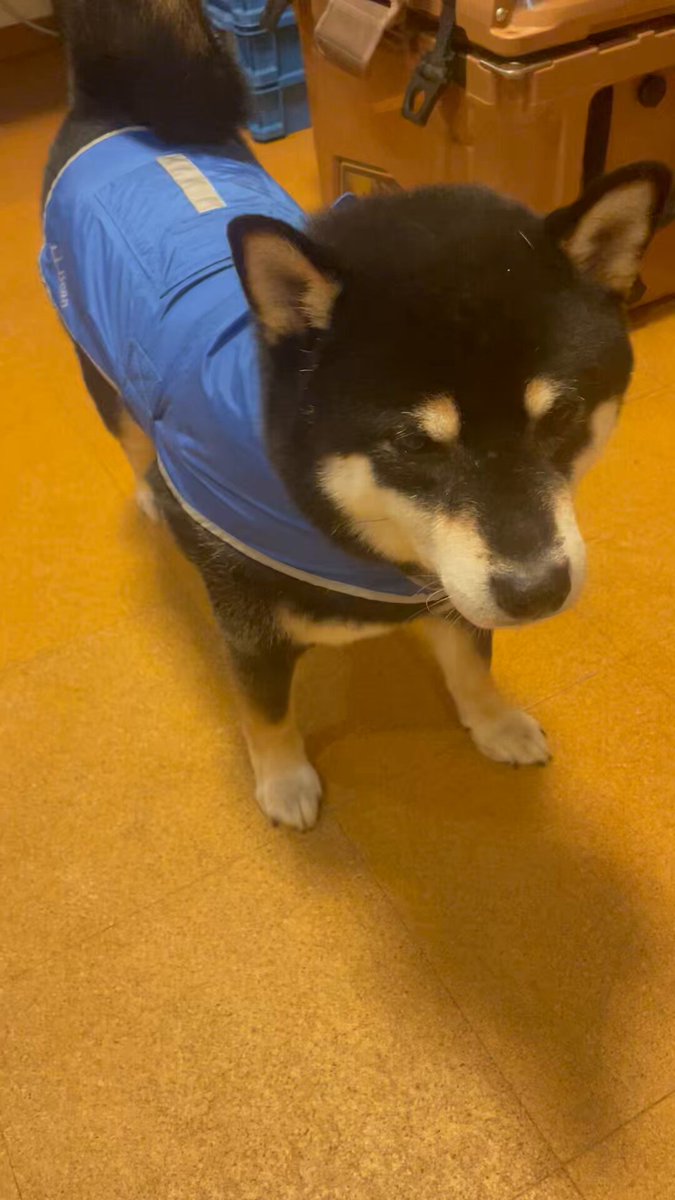 黒柴©️（感謝） jdtk59ii_200x200.jpg