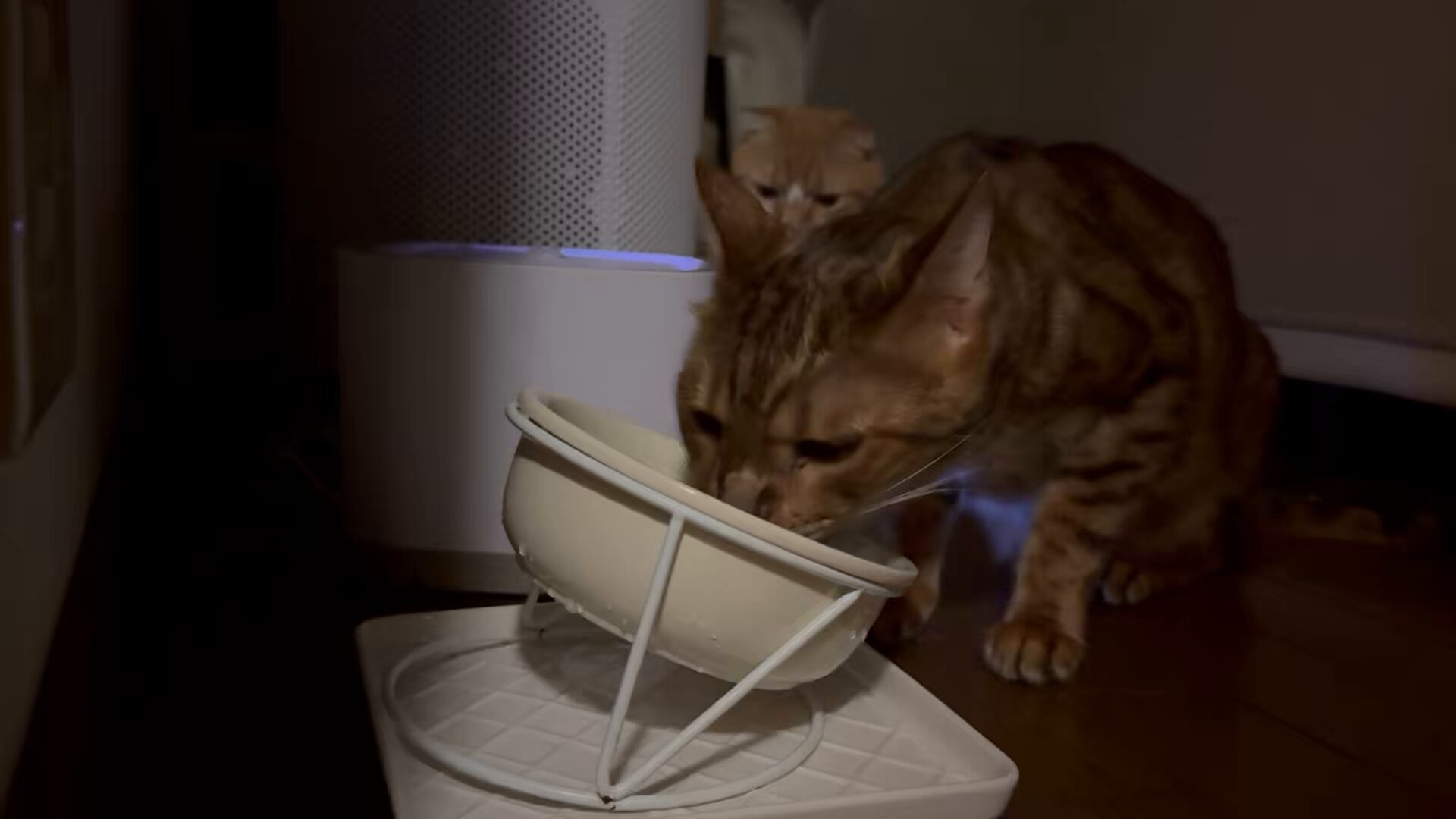 確認ページ♡猫ちゃん4匹♡フェレット10匹 -CBB-yhF_200x200.jpg