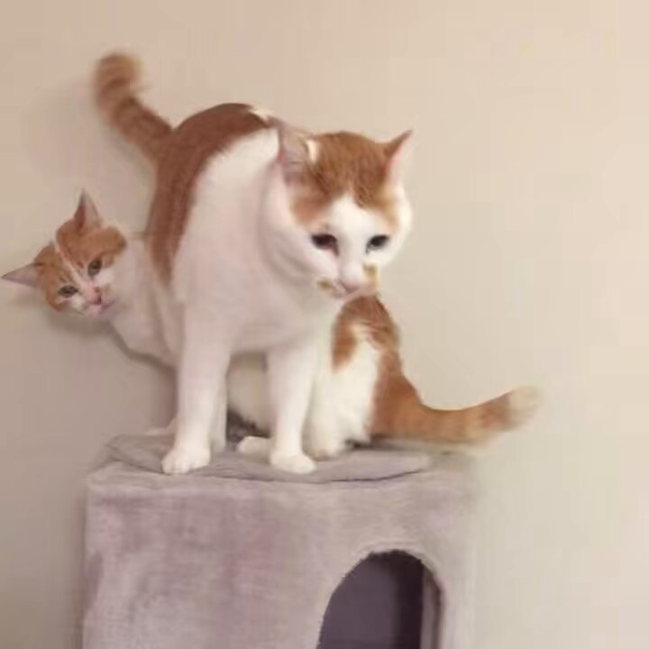 るる☆フワフワプレス社 (@vnsl0o) / X