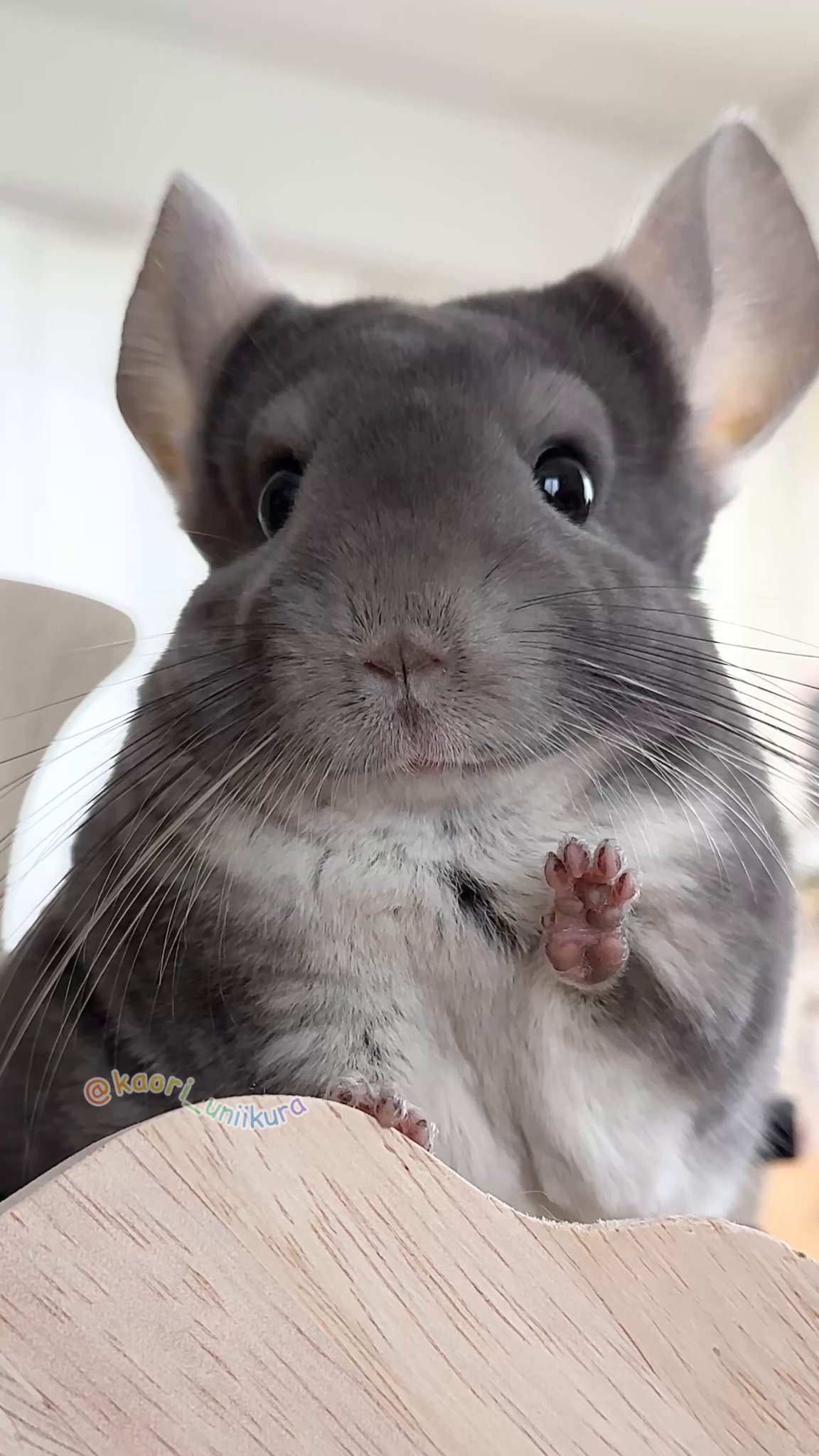 チンチラ HONDA ホンダ ライブディオ Dio ZX チンチラ風 シート