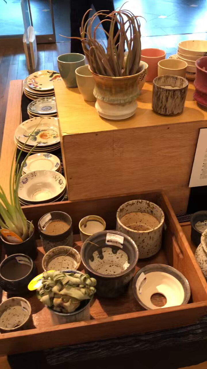 早い者勝ち特価！ 長期管理 現地球 ケラリア ピグマエア 中川智治 作家鉢 NEW PLANTS × 中川智治 】9/1(月)20:00〜 ⁡ @tomoharu.nakagawa