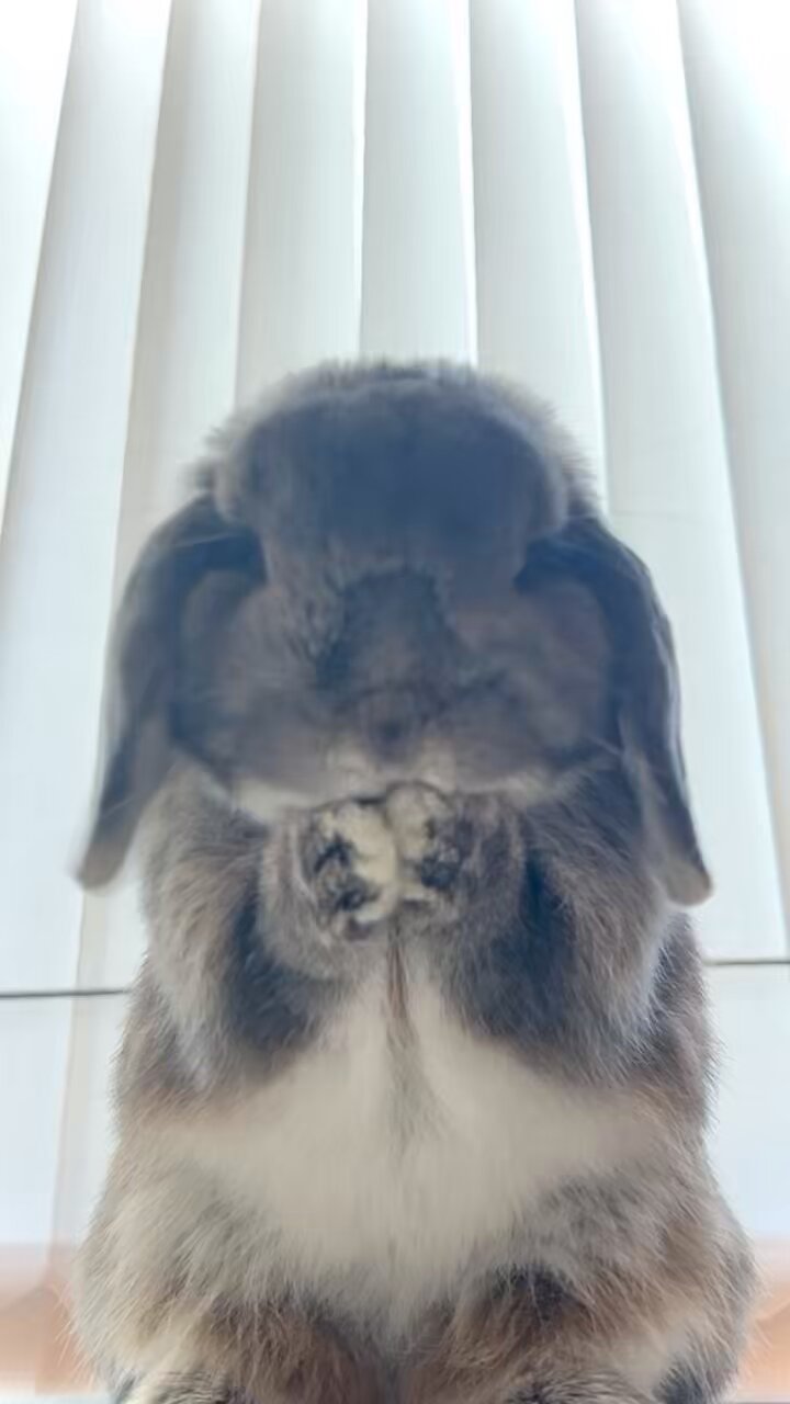 うさぎさん専用 うさぎページ うさ@ページ まっきーページ The ZX Mechtrum