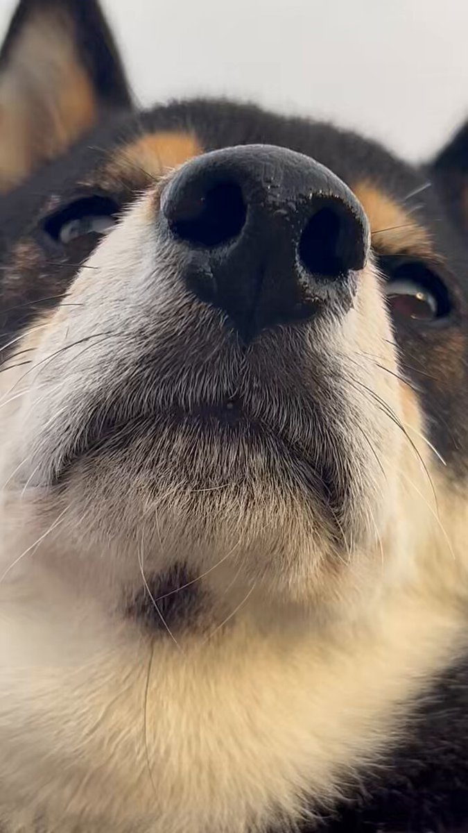 柴犬が好き 賢すぎる柴犬がいるらしい→マジだった