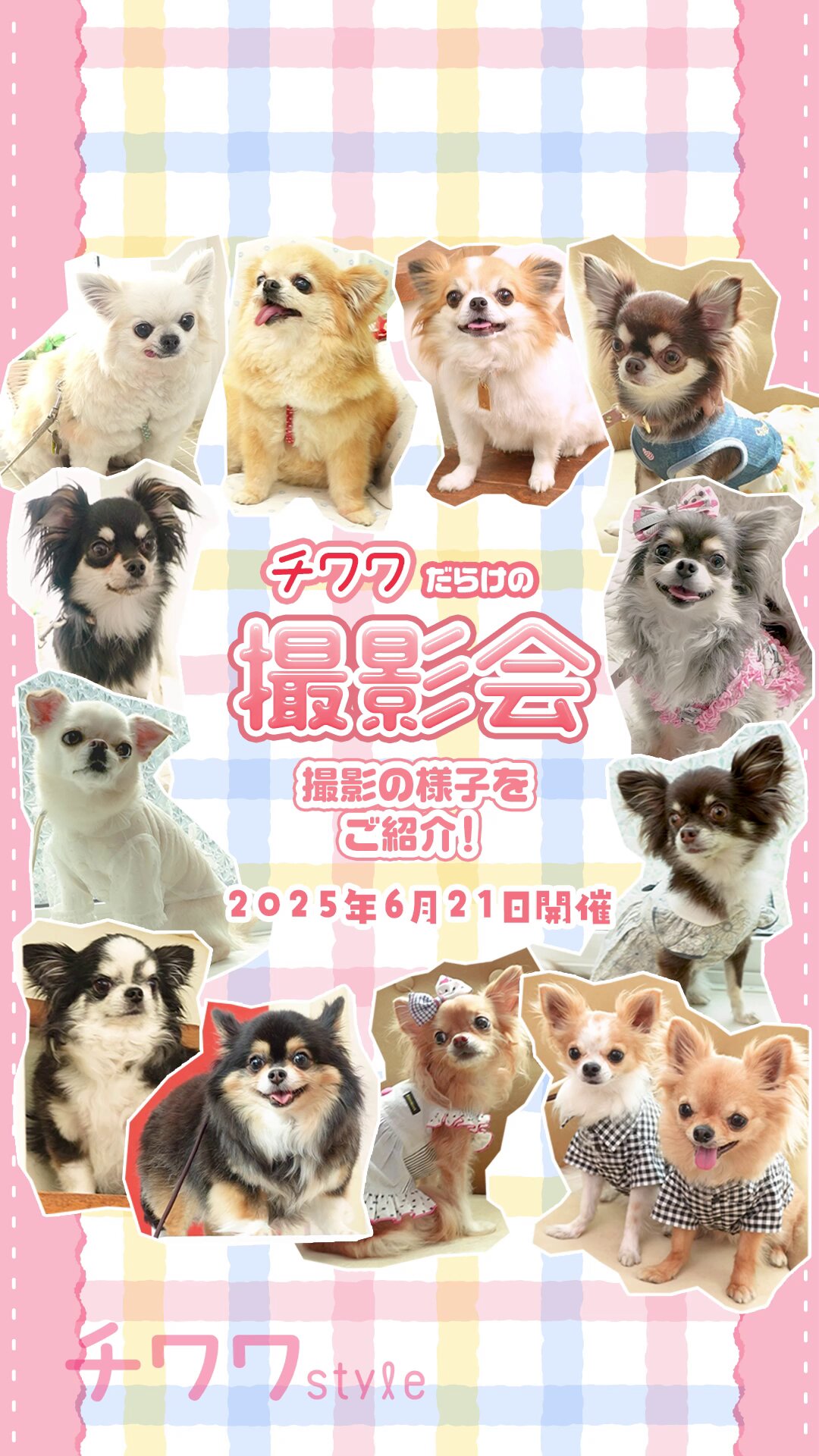 shiba専用ページ Shi-Ba【シーバ】＋犬びより (@ShiBa2929) / X