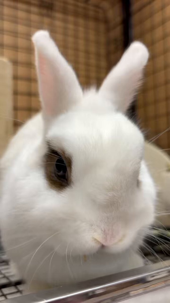 うさぎのしっぽオリナス錦糸町店 on X: 