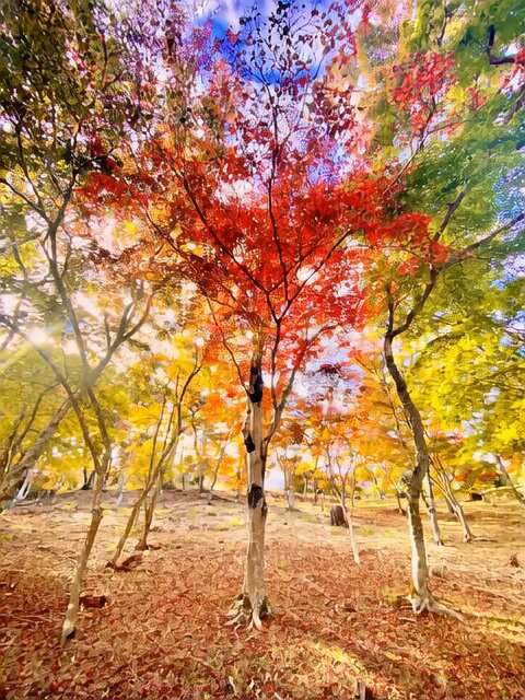 紅葉「い・ろ・は」 大切な想い出。秋 紅葉「い・ろ・は」 大切な想い出。秋 色とりどりの紅葉と断崖