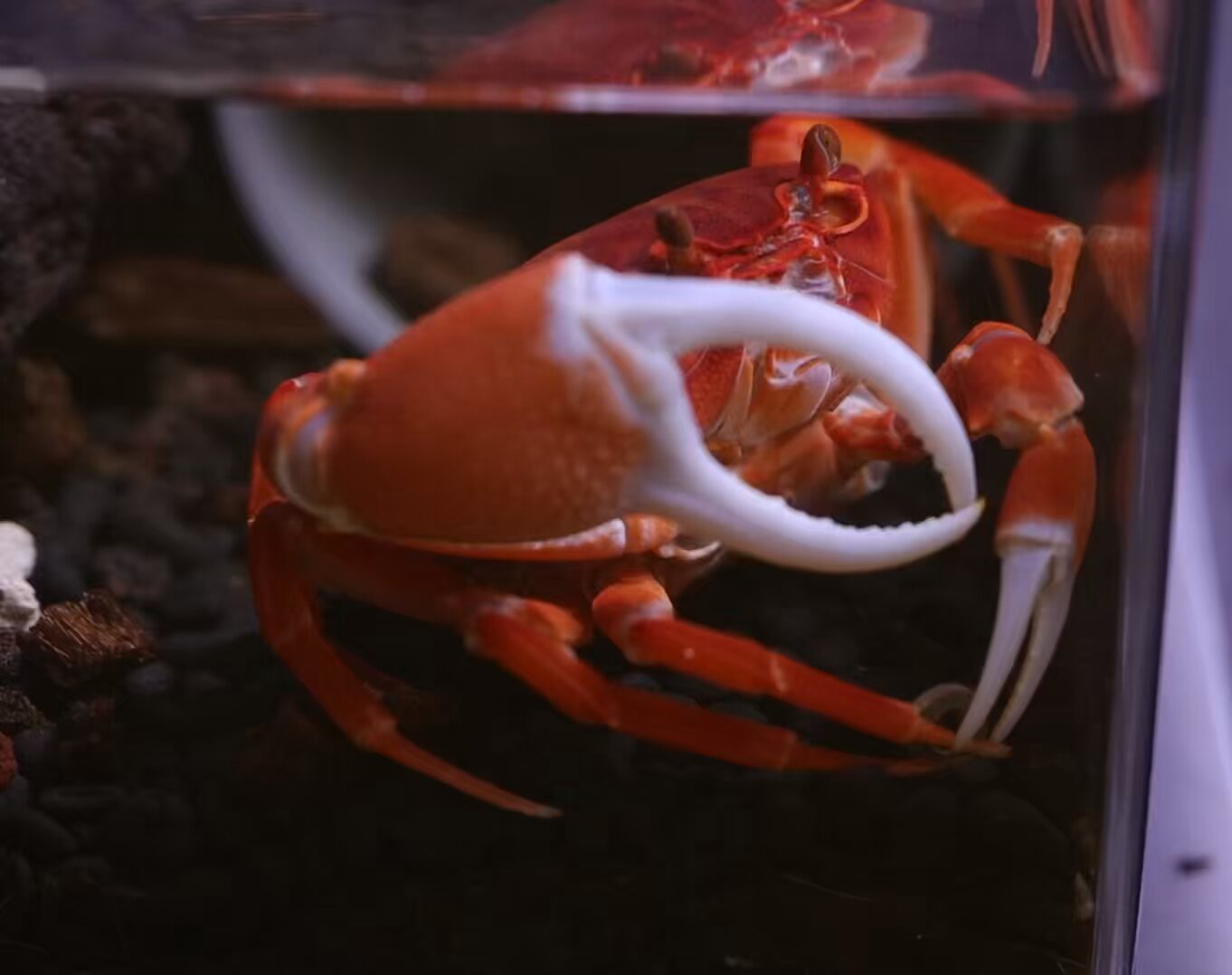 カニの散歩道Crabs' Promenade (@crabspromenade) / X