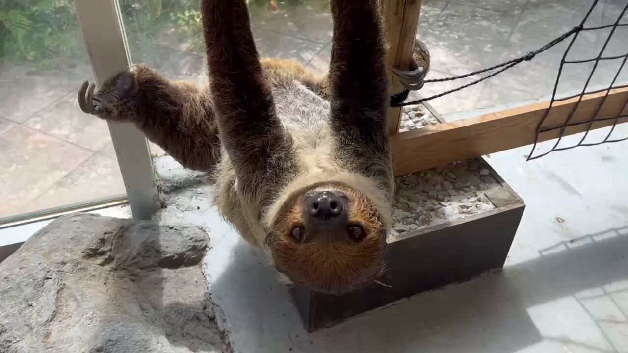 【ナマケモノ】 ネオパークオキナワ【公式】 on X: 