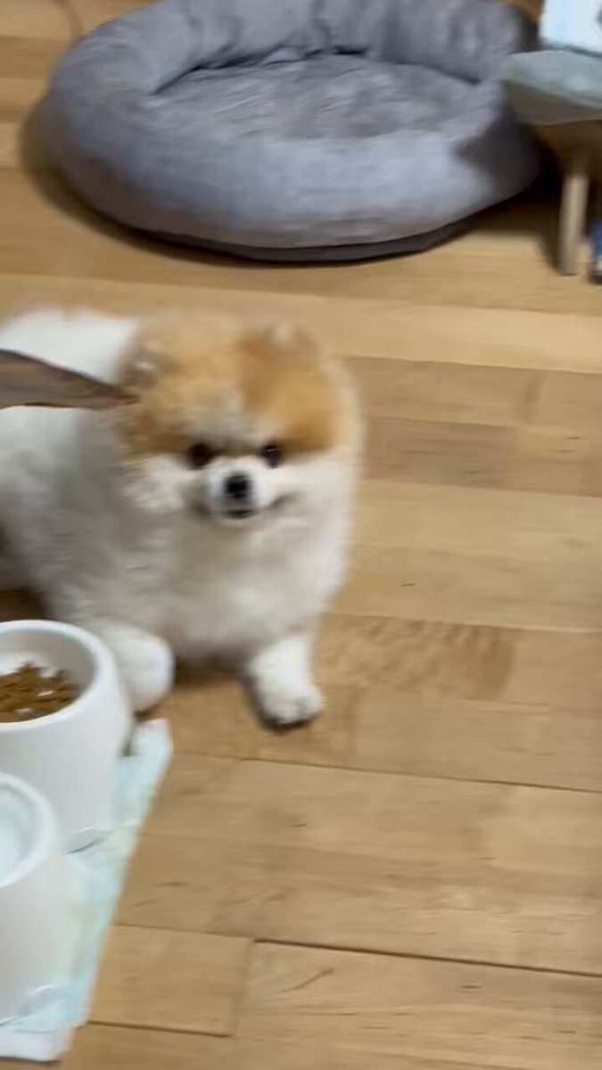 Rikiちゃん 🩶⚪️🩶⚪️🩶⚪️