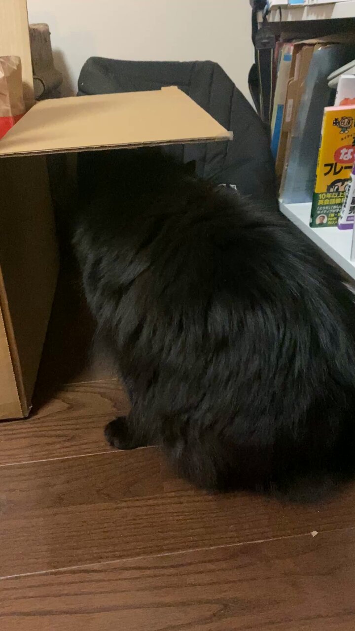 黒猫のわ〜る様 黒猫一家🐭 on X: 