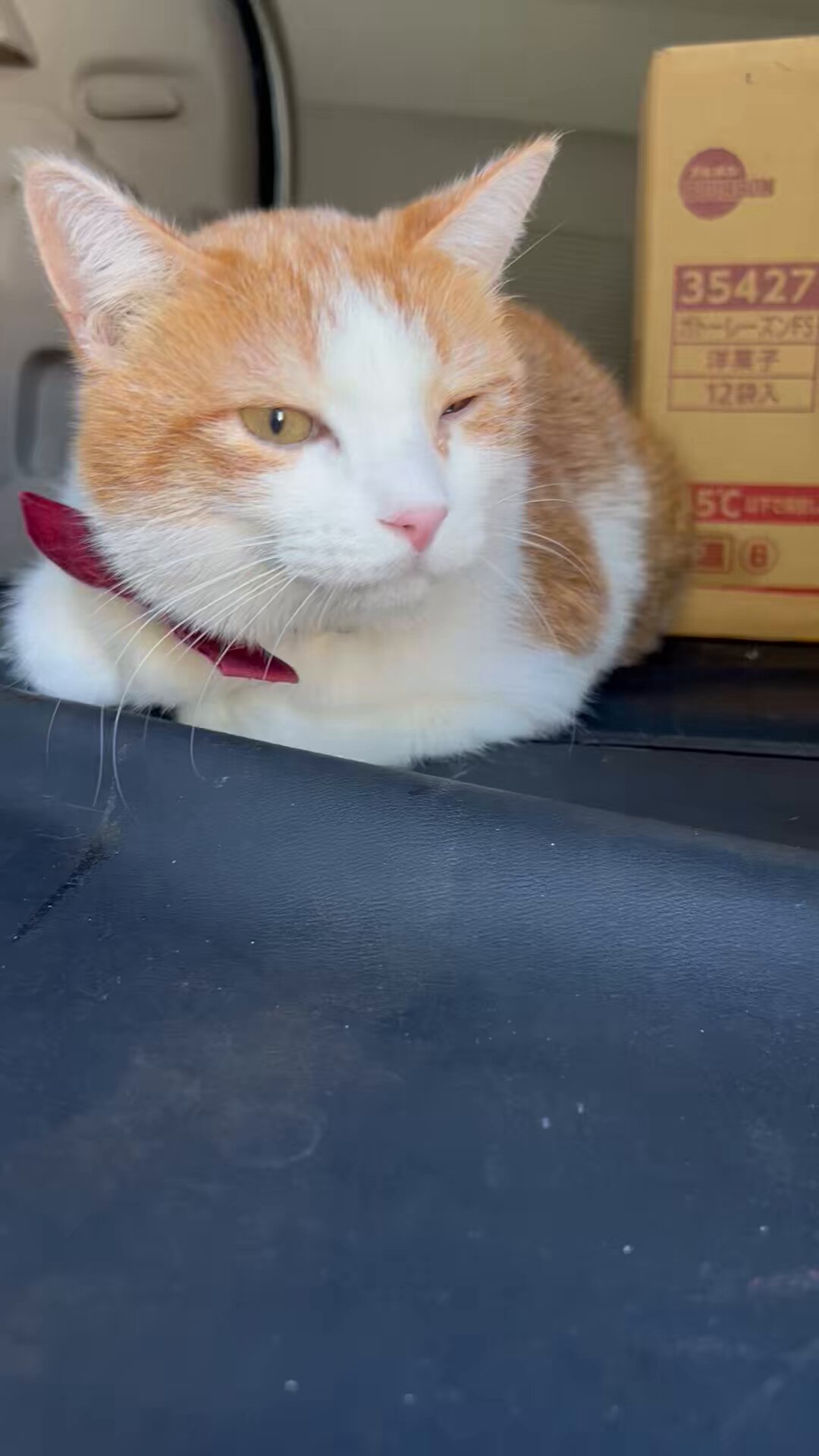 にゃんパチ (@pachi456) / X