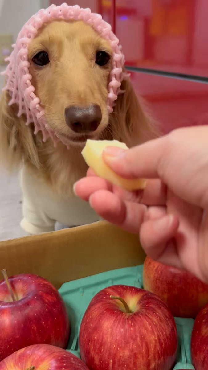 🐶ほんわか姉妹🐶 on X: 