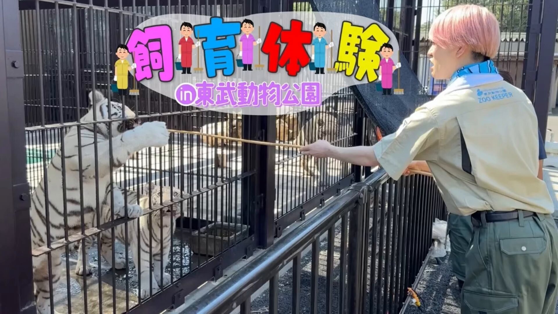 パンダドラゴン　たいが　パラゴンふれんZOO ガオタイガー パンダドラゴン たいが パラゴンふれんZOO ガオタイガー Amazon
