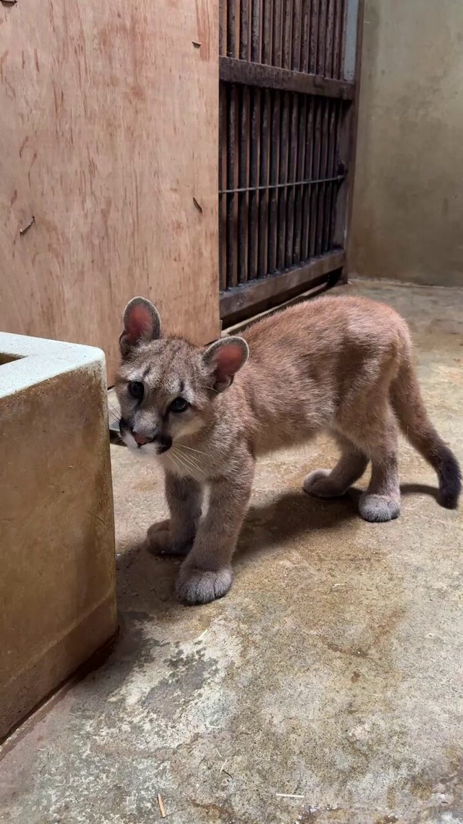 【朗報】ふわふわ仔ピューマのキャフさん、骨折からの完全復活【盛岡市動物公園】のサムネイル画像