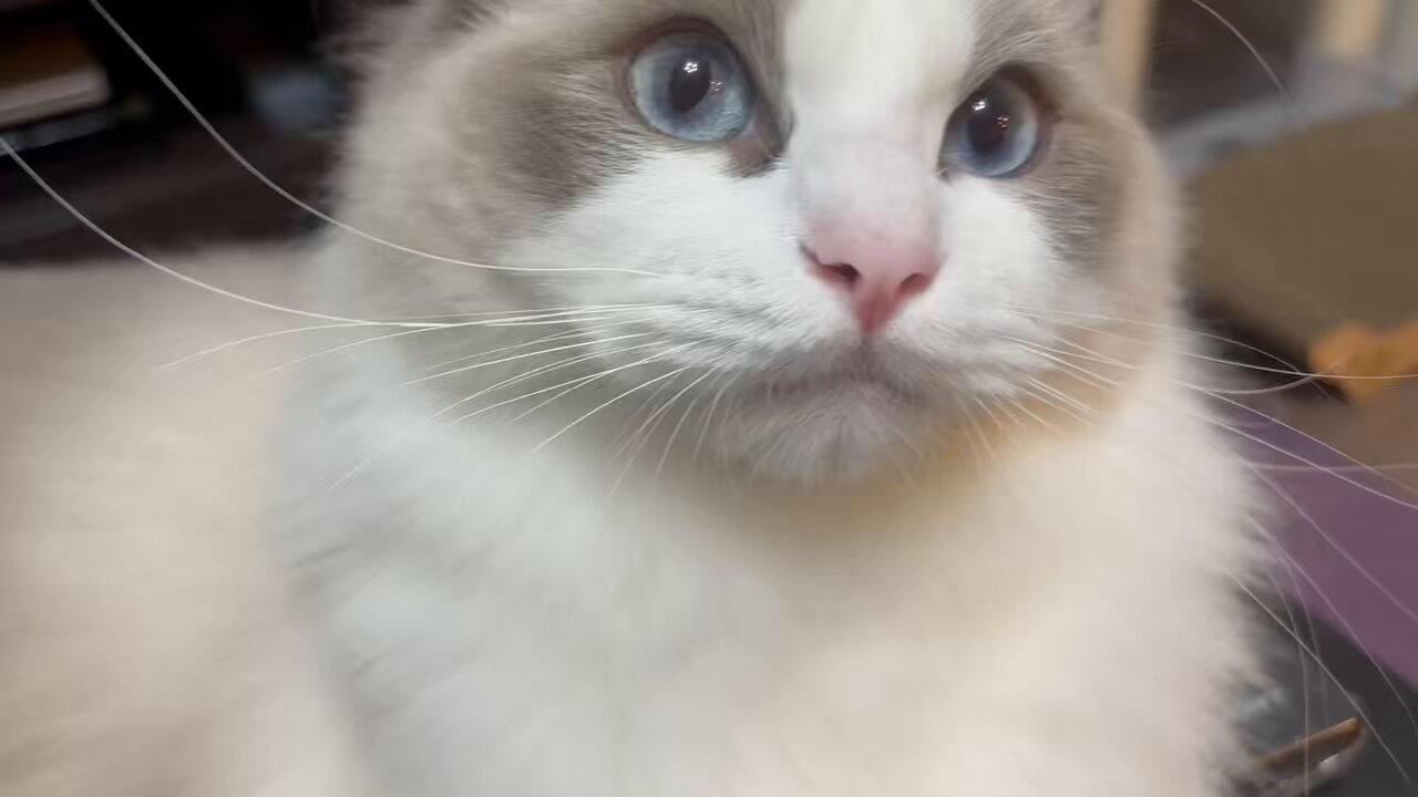猫パンチ カニちゃん🐈‍⬛ラグドール on X: 