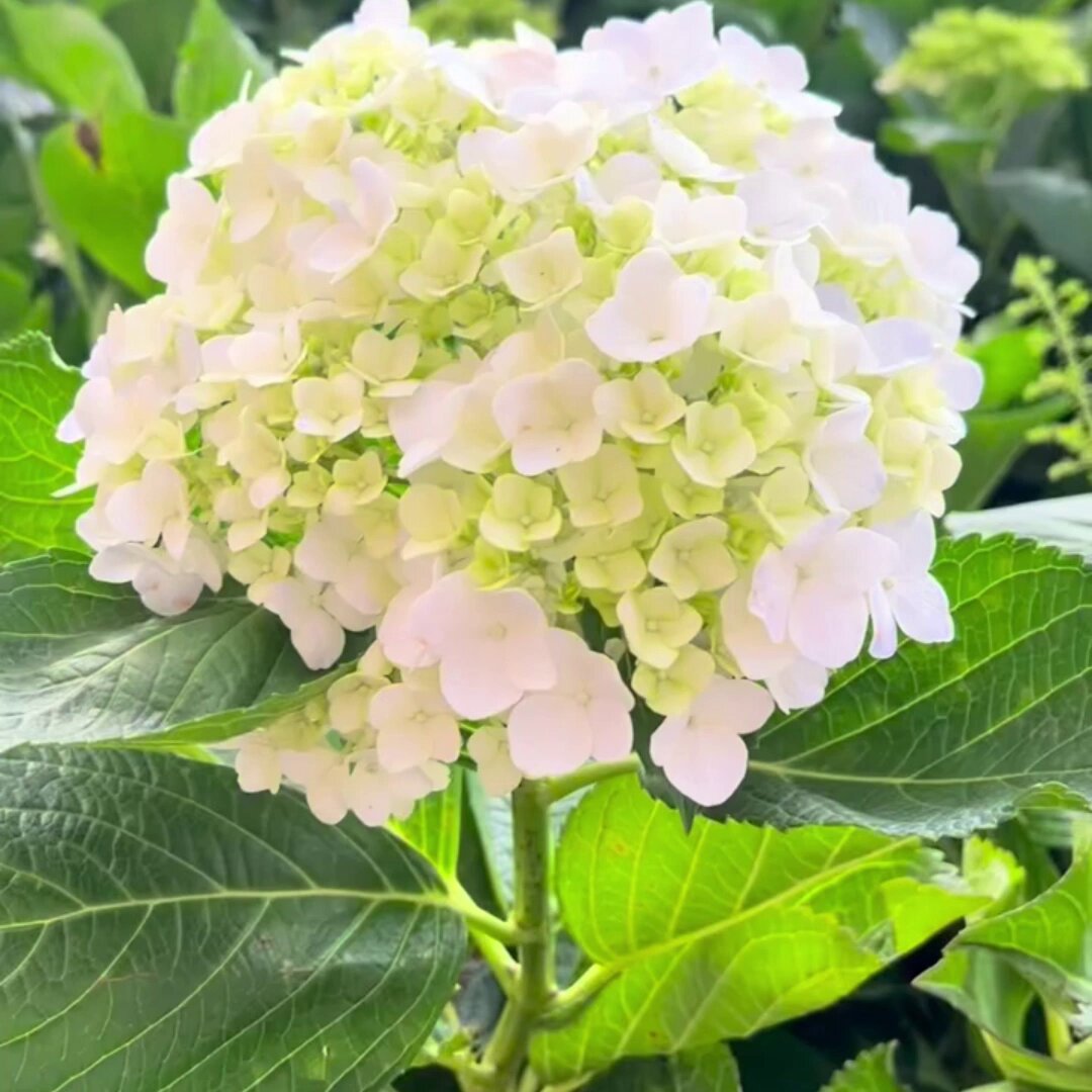 GUN ‪‪❤︎‬様ご確認用♥新作hydrangea様♥バラメモ GUN ‪‪❤︎‬様ご確認用♥新作hydrangea様♥バラメモ‬