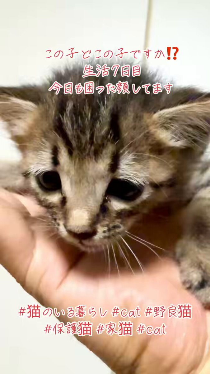 どこかの猫好き もるきち on X: 