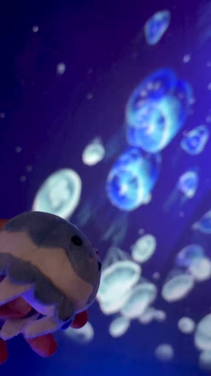 クラゲ - Search / X