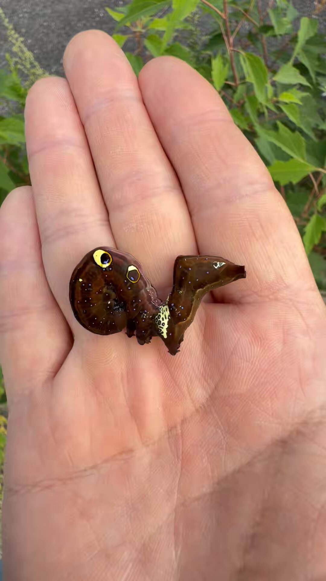 (*´꒳`*)ページ 二九六三 on X