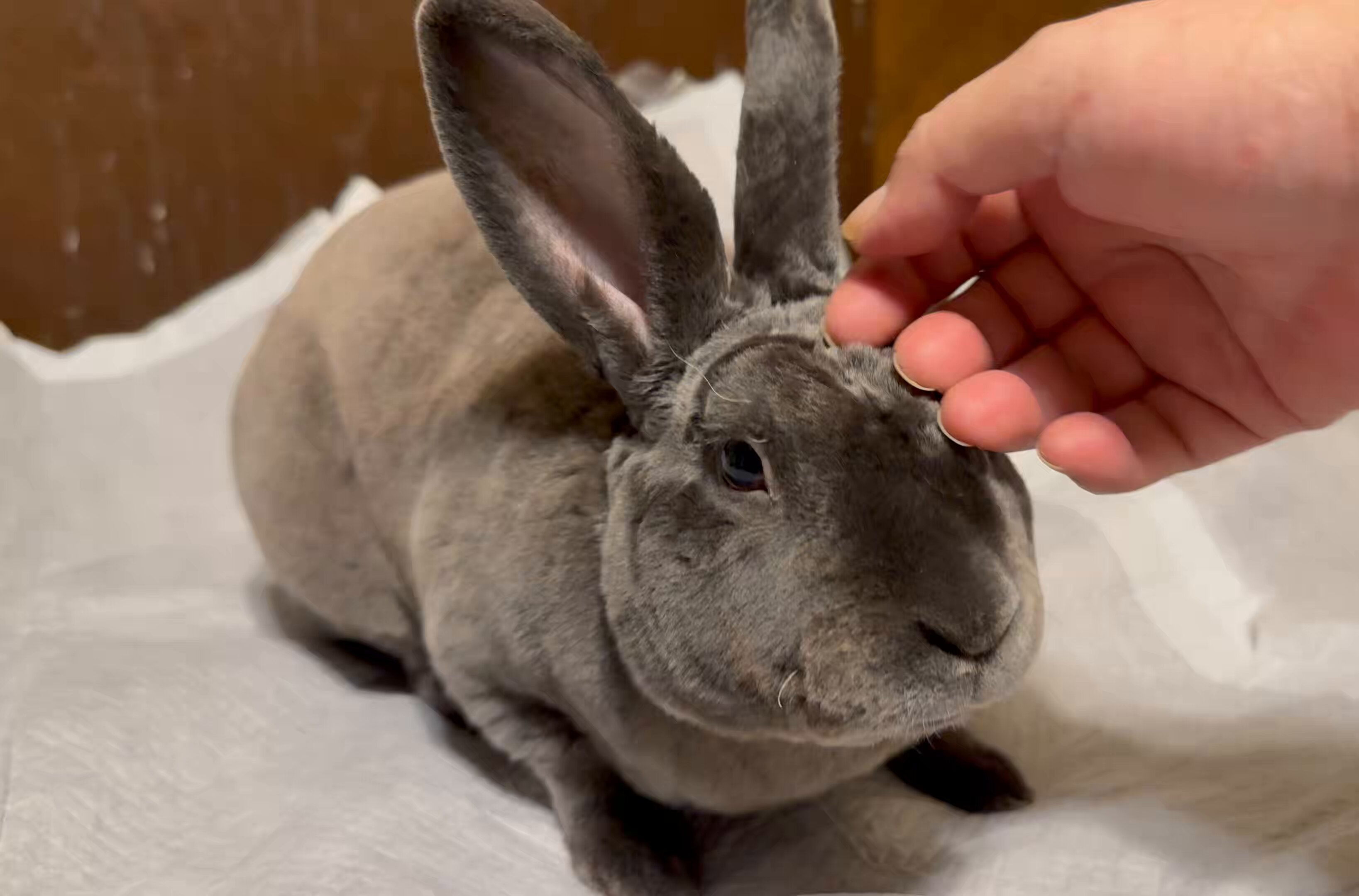 うさぎ様リクエスト帯 リコマイ ⁑ on X: 