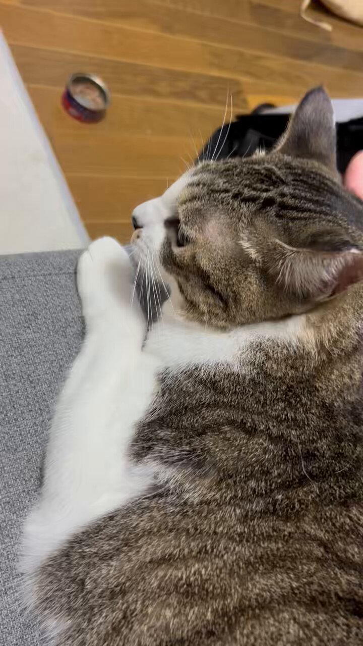 ねこまむし大先生専用 WCCFロケテトッティ ねこまむし大先生専用 WCCFロケテトッティ
