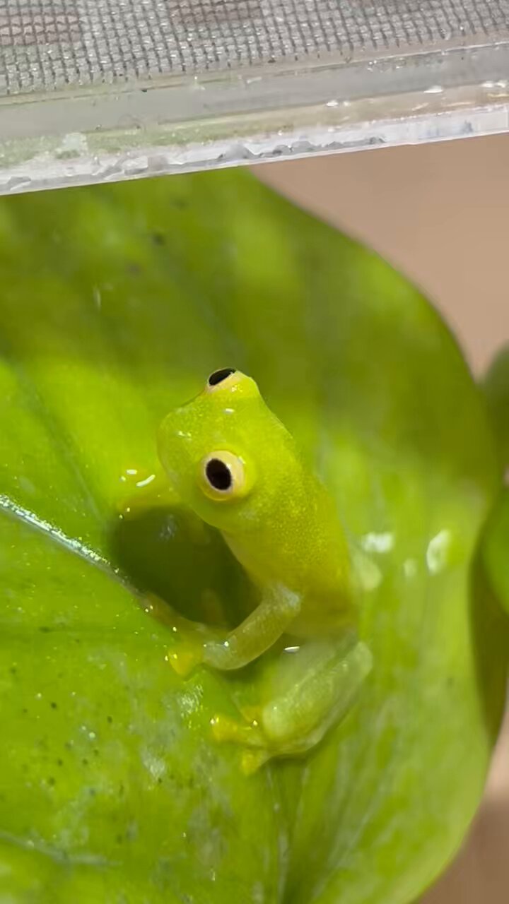 カエル♡ MOMOSHIVA (@MOMOSHIVA) / X