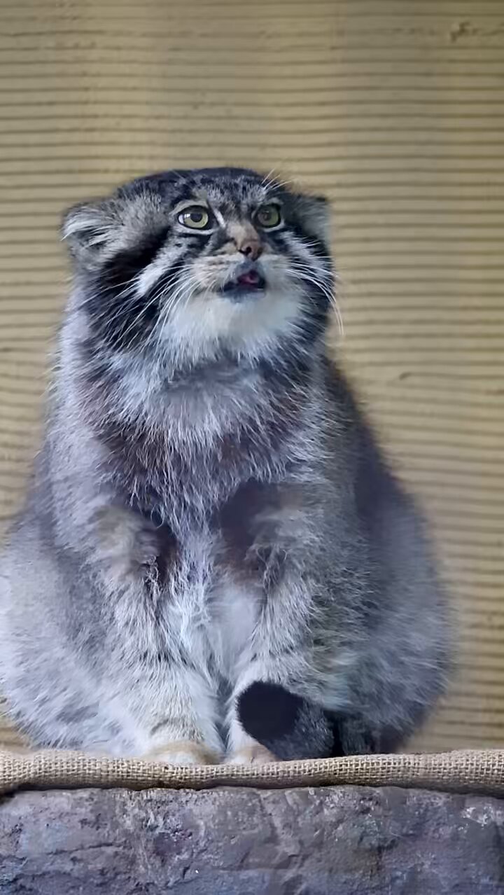 ガラシャ猫 白黒さんいらっしゃい Figure Collection