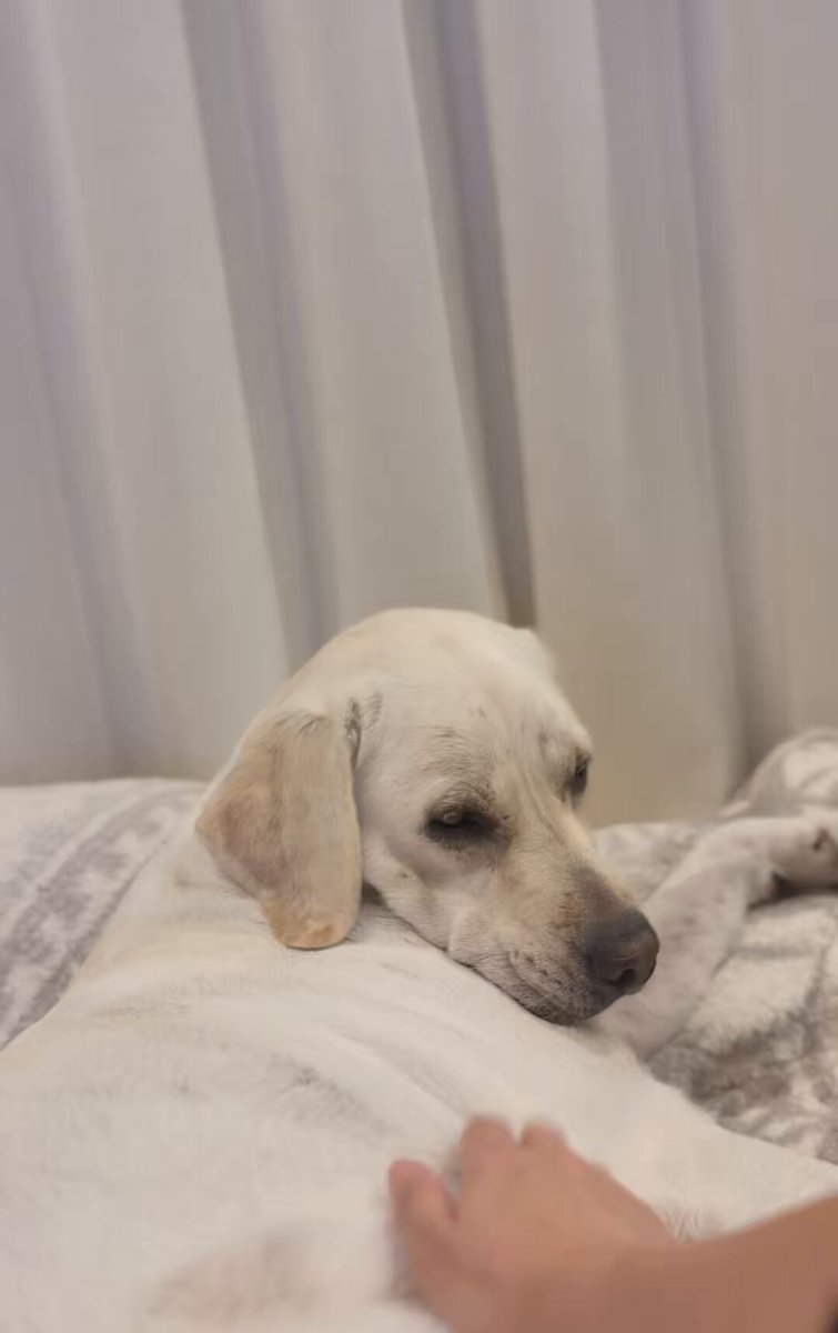 ラブラドールページ CHROME TOUR BIG DOGボール（ラブラドールレトリバー）【数量限定】