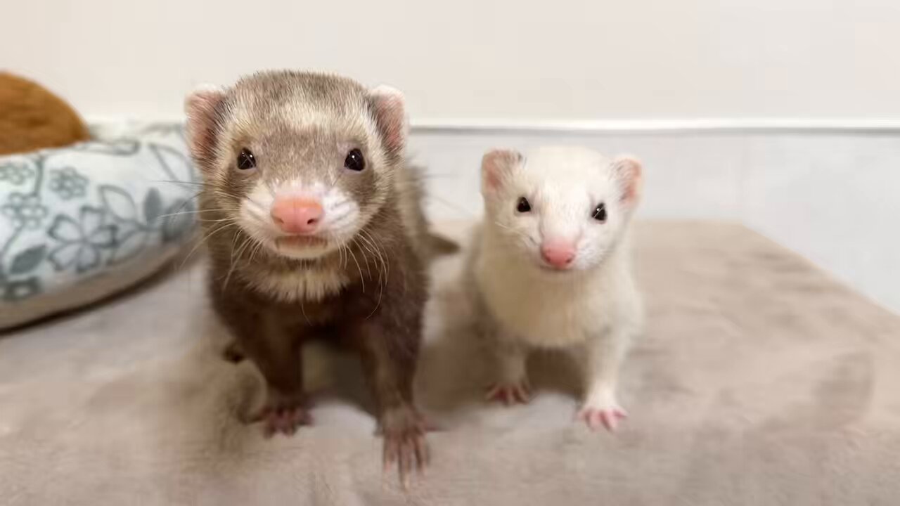 確認ページ♡猫ちゃん4匹♡フェレット10匹 フェレット - Search / X