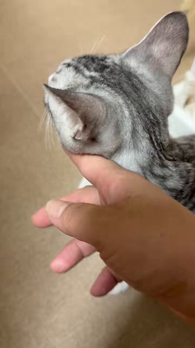 購入前に連絡下さい★猫飼ってます•*¨*•.¸♬︎ クロ🐾𓏲𓎨 (@zx400g) / X