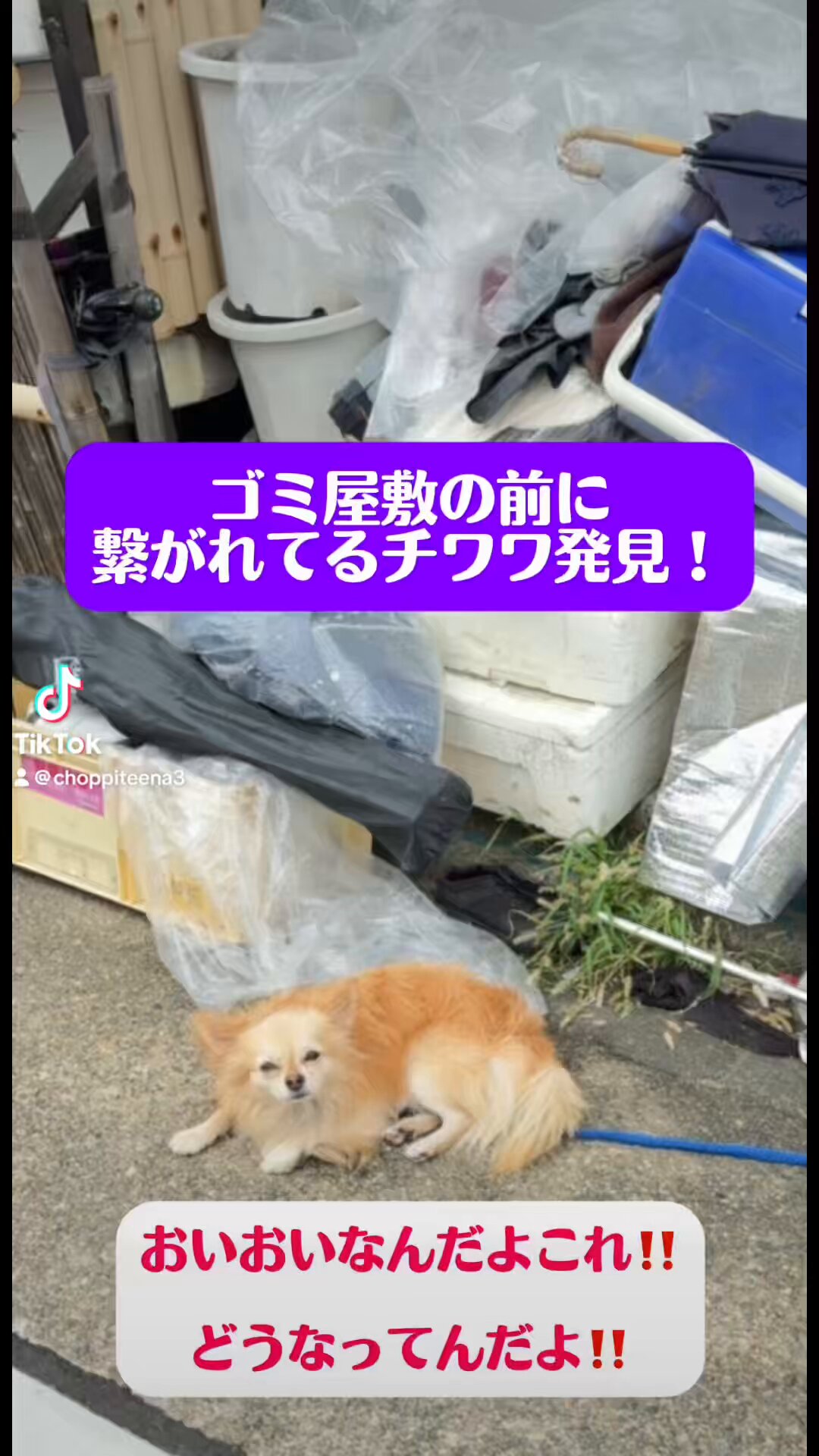 毒チワワ様取り置き choppi on X: 