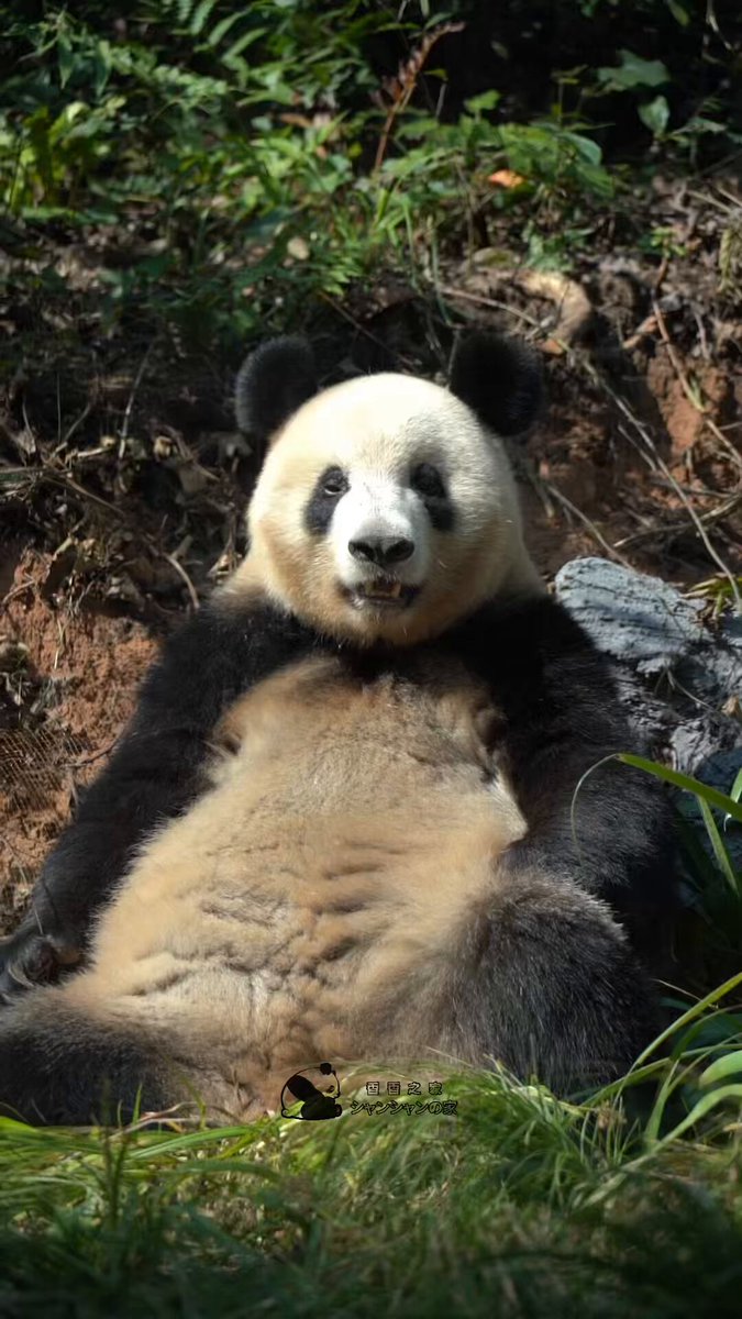 シャンシャンの家 on X