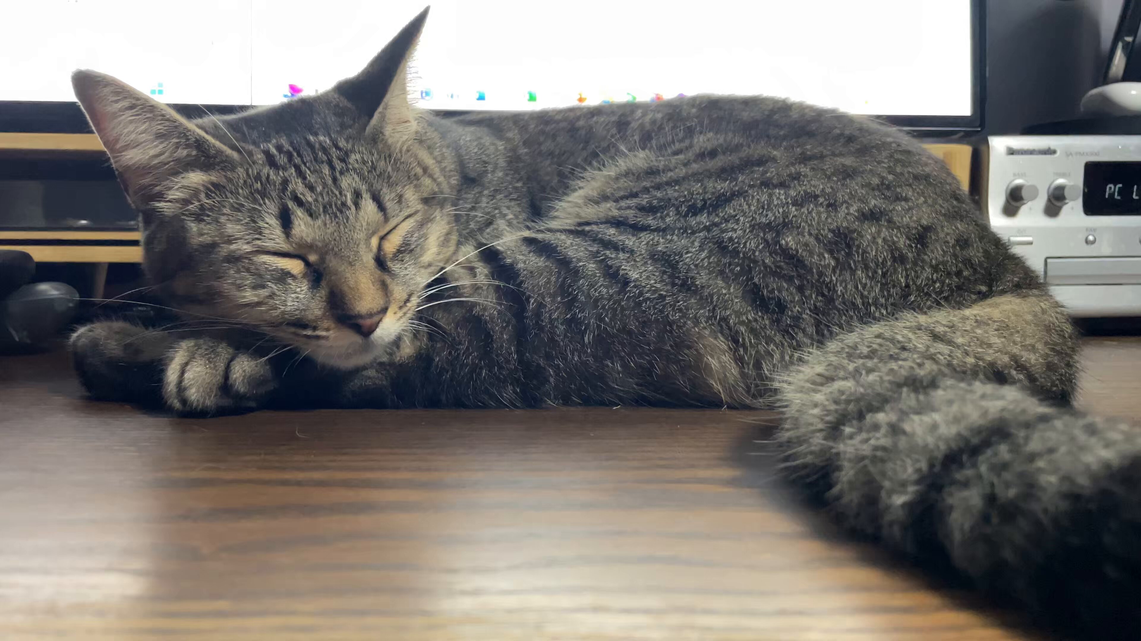 ねこといっしょ on X: 