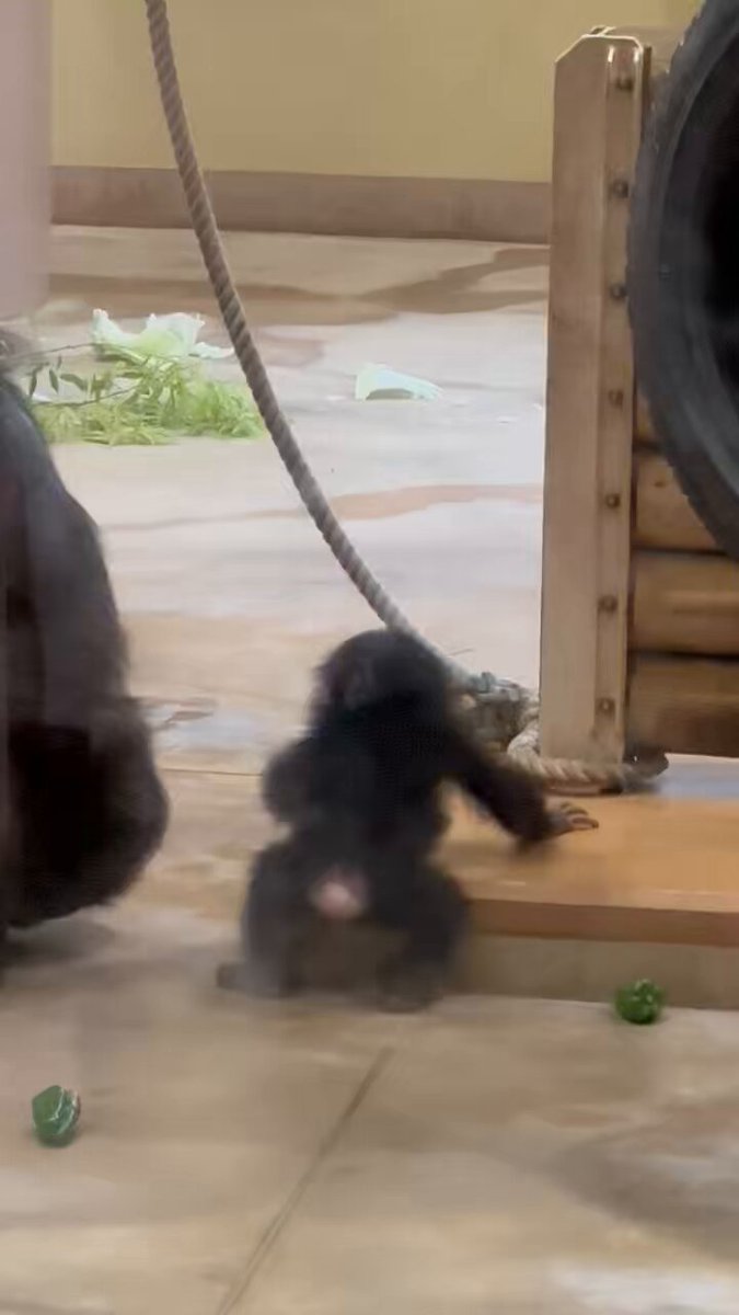 tomochin チンパンジー3点 tomochin チンパンジー3点 Chacha remains