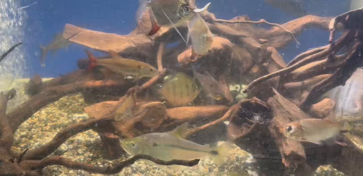 hiro (@hiro76_aquarium) / X