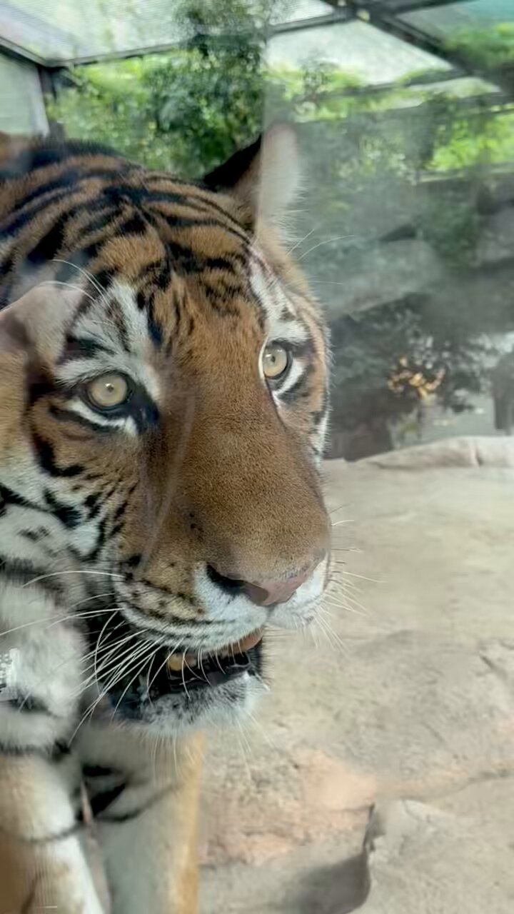 カンナ  龍虎 NXEDGE STYLE [MASHIN UNIT] 龍虎丸 | 魂ウェブ