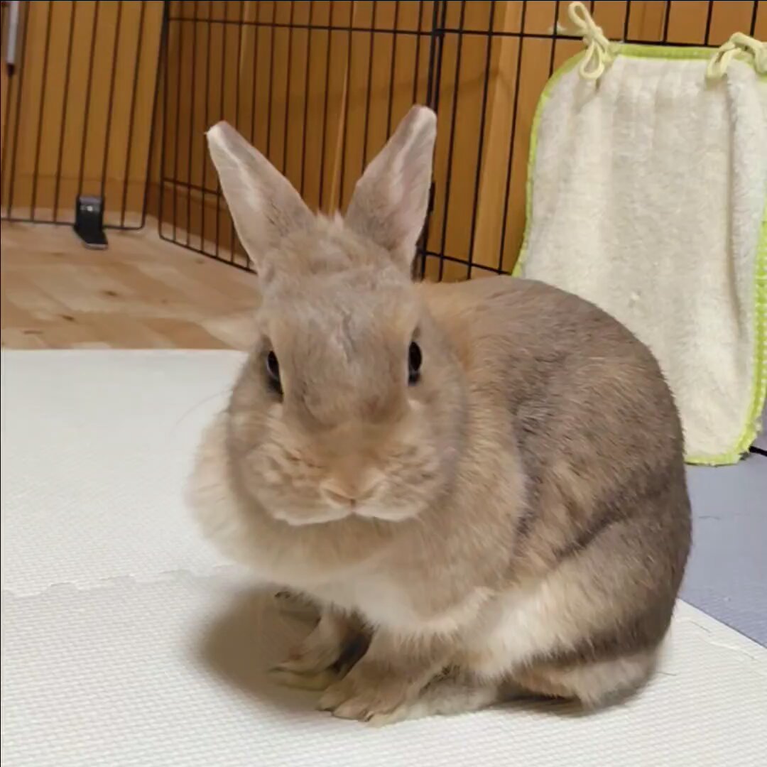 うさぎさん こはるパパ on X: